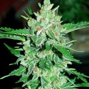 Vertigo autofem Silver (Errors-Seeds)