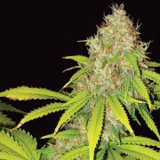 AK-49 fem Gold (Errors-Seeds)