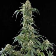 Amnesia fem Gold (Errors-Seeds)