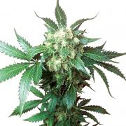 Black Domina fem Gold (Errors-Seeds)