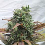 Afghani№1 fem Silver (Errors-Seeds)