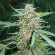 Amnesia Haze fem Silver (Errors-Seeds)