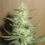 Big Bud fem Silver (Errors-Seeds)