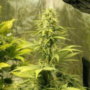 Critical Sensi Star fem Silver (Errors-Seeds)