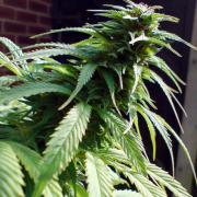 Early Skunk fem Silver (Errors-Seeds)