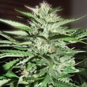 G13 fem Silver (Errors-Seeds)
