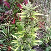 Jack Herer fem Silver (Errors-Seeds)