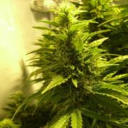 Kalichakra fem Silver (Errors-Seeds)