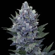 Northern Lights fem Silver (Errors-Seeds)