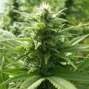 Spaceman Skunk fem Silver (Errors-Seeds)