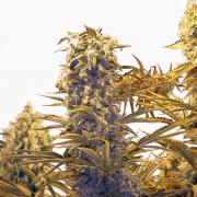 AK-47 autofem (GanjaSeeds)