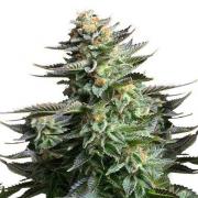 Amnesia Haze autofem (GanjaSeeds)