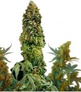 Big Devil autofem (GanjaSeeds)