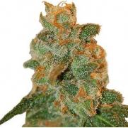 Lemon Skunk autofem (GanjaSeeds)