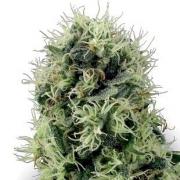 Power Plant autofem (GanjaSeeds)