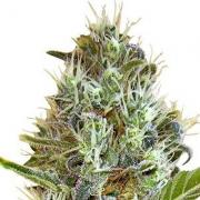 Somango autofem (GanjaSeeds)