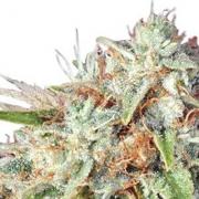 Super Bud autofem (GanjaSeeds)