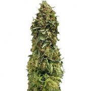 Sweet Tooth autofem (GanjaSeeds)