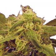 AK-49 fem (GanjaSeeds)