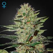 Exodus Cheese autofem (GHS)