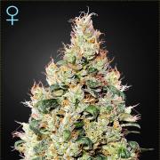 Exodus Cheese CBD autofem (GHS)