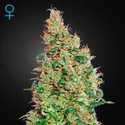 Green-O-Matic autofem (GHS)