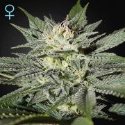 King’s Kush CBD autofem (GHS)