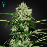 Northern Lights autofem (GHS)