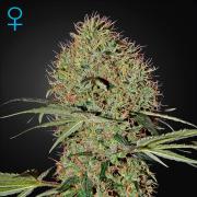 Super Bud autofem (GHS)