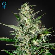 Super Critical autofem (GHS)