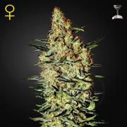 Neville's Haze fem (GHS)