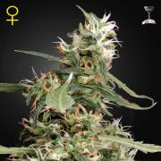 Arjan's Ultra Haze 1 fem (GHS)
