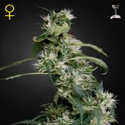 Arjan's Ultra Haze 2 fem (GHS)