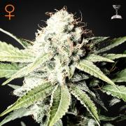Great White Shark fem (GHS)
