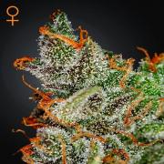 King's Kush fem (GHS)