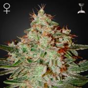 Lemon Skunk fem (GHS)
