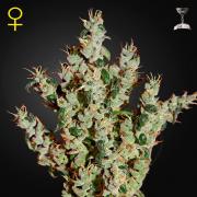 NL5 Haze Mist fem (GHS)
