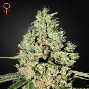 Super Critical fem (GHS)