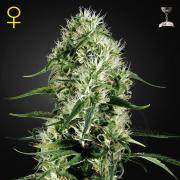 Super Silver Haze fem (GHS)