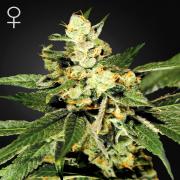 Train Wreck fem (GHS)