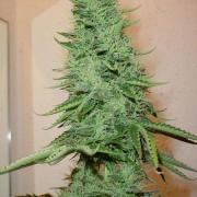 Big Bud autofem (GSR)