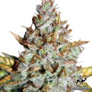 Blueberry autofem (GSR)