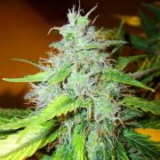 Lemon Skunk autofem (GSR)