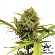 Northern Lights autofem (GSR)