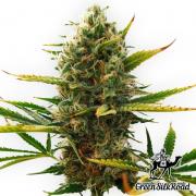 Super Skunk autofem (GSR)