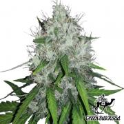 Amnesia fem (GSR)