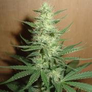 Big Bud fem (GSR)