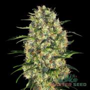Black Domina autofem (Master-Seed)