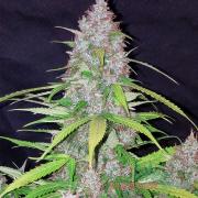 California Orange autofem (Master-Seed)