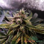 Colorado Cookies autofem (Master-Seed)